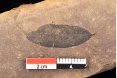 Foto (Detailsansicht) von Quercus palaeoilex Ettingshausen (NHMW-GEO-2024-0188-0804)